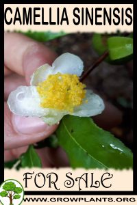 Camellia sinensis for sale