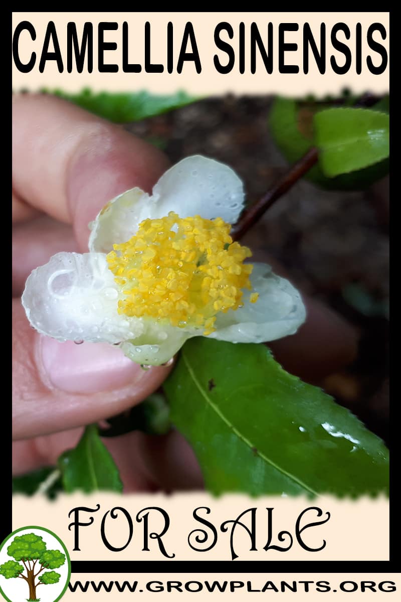 Camellia sinensis