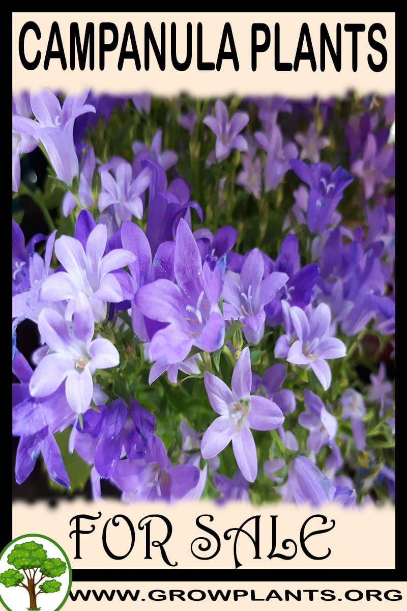 Campanula plants