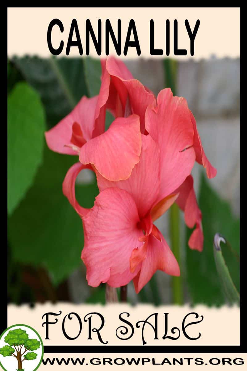 Canna lily