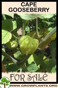 Cape gooseberry plants for sale