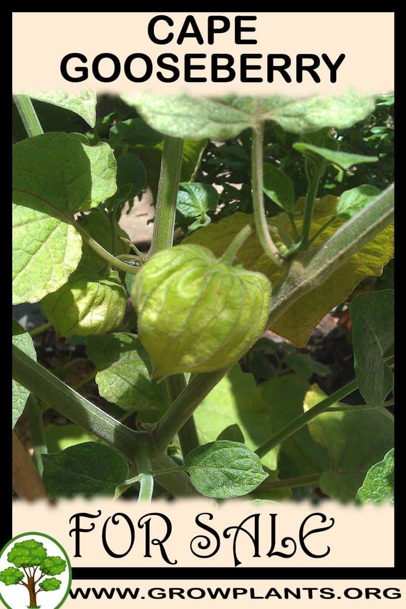 Cape gooseberry plants