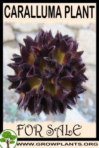 Caralluma for sale