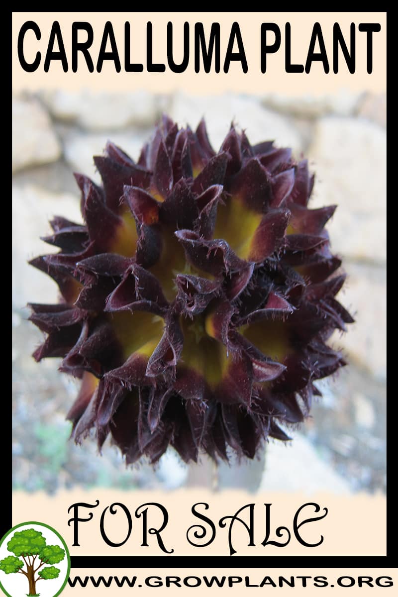 Caralluma