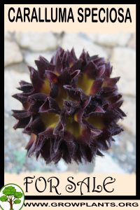 Caralluma speciosa for sale