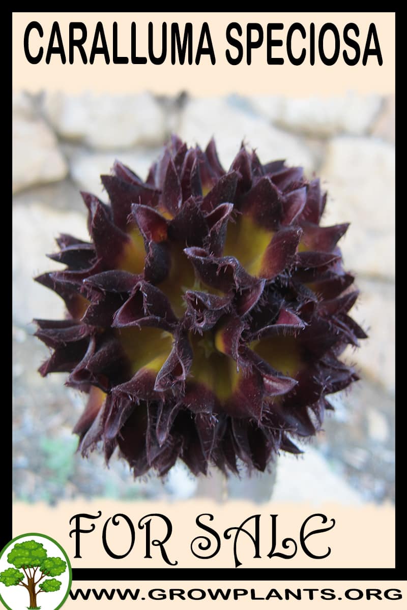 Caralluma speciosa