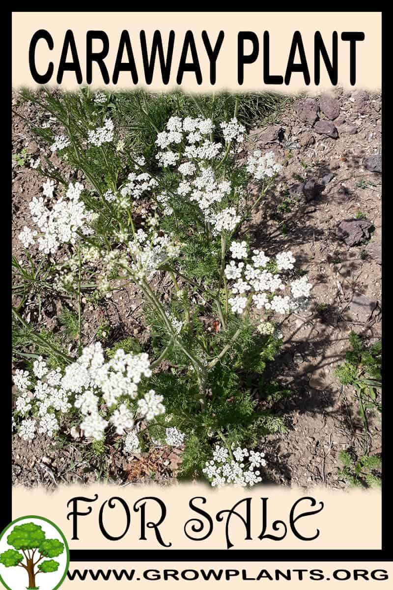 Caraway