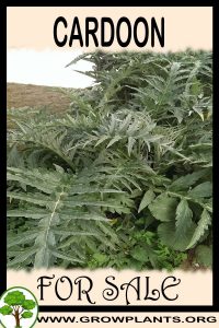 Cardoon for sale