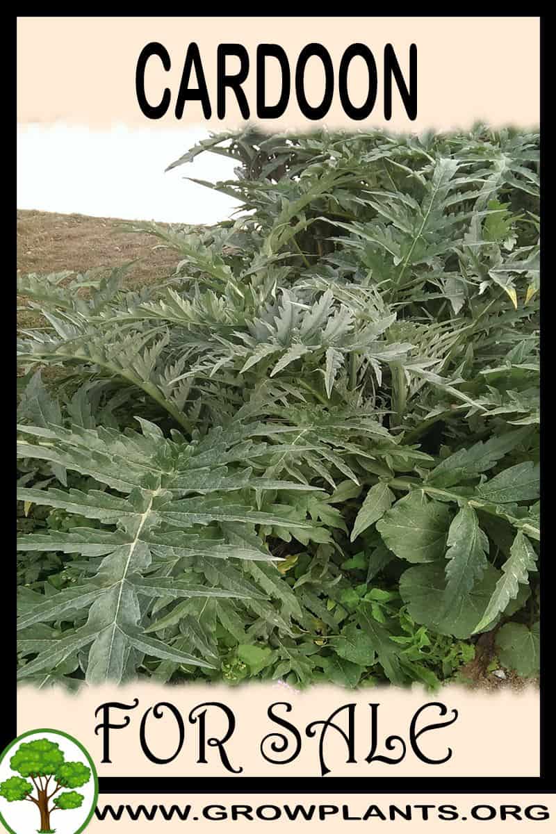 Cardoon