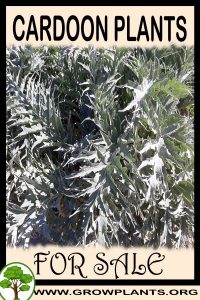 Cardoon plants for sale