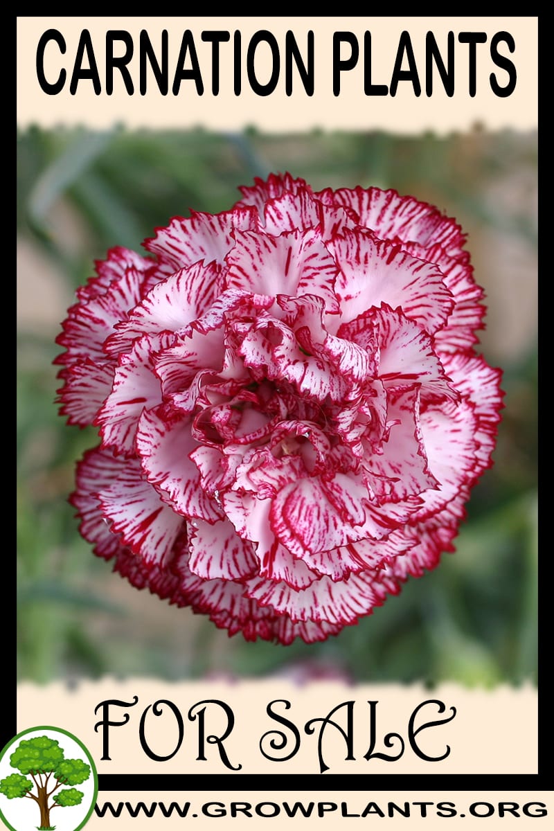 Carnation plants