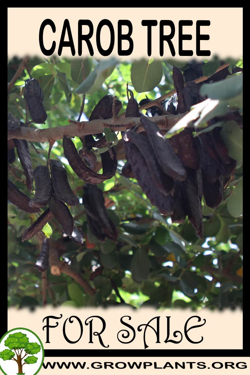 Carob tree