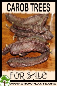Carob trees for sale