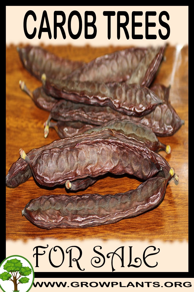 Carob trees