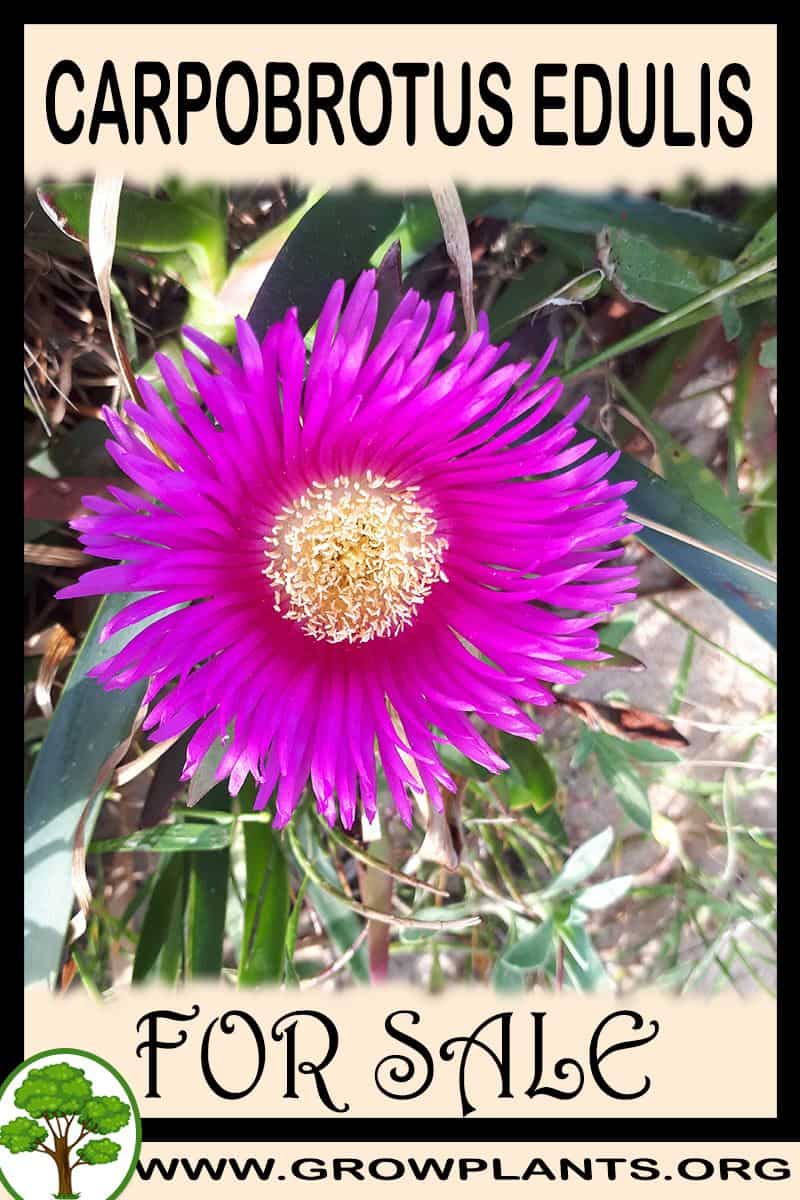 Carpobrotus edulis