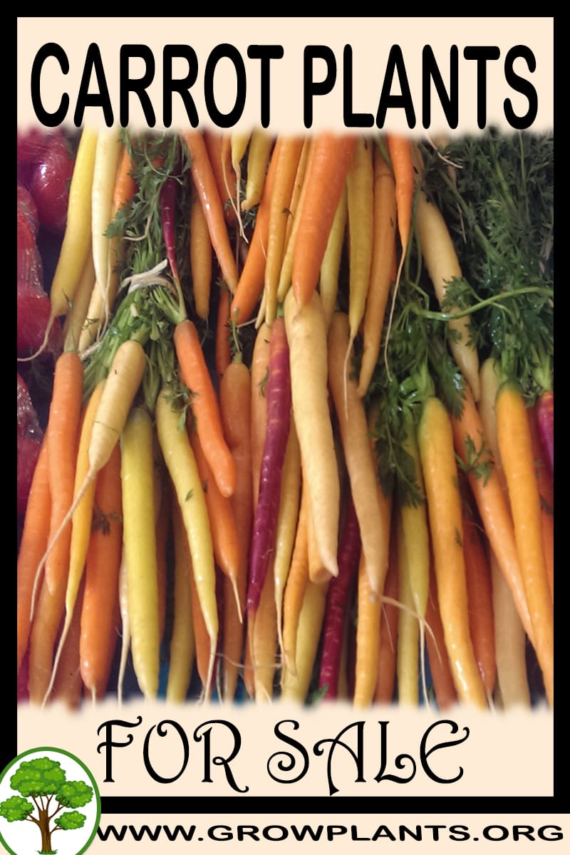 Carrot plants