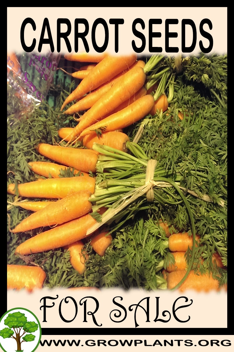 Carrot seeds