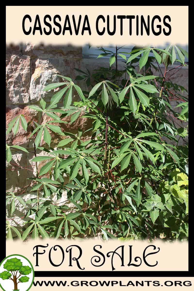 Cassava cuttings