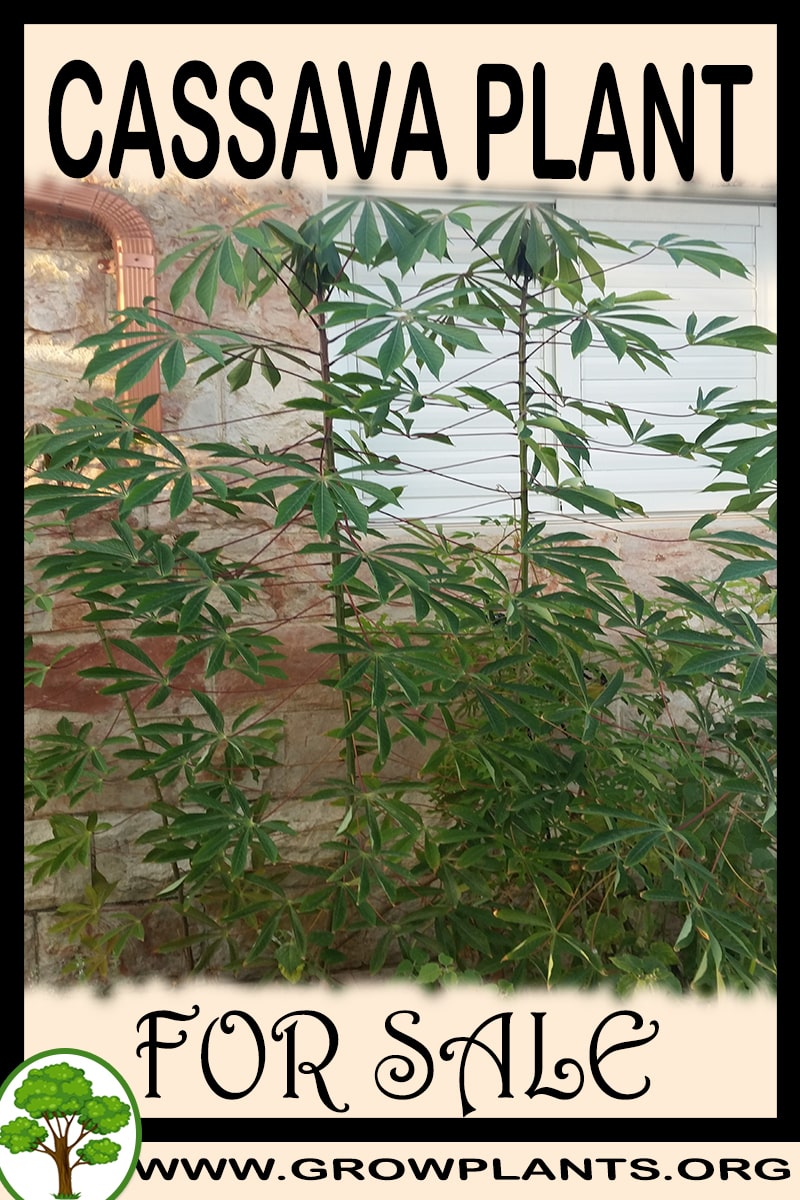 Cassava