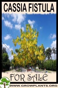 Cassia fistula for sale