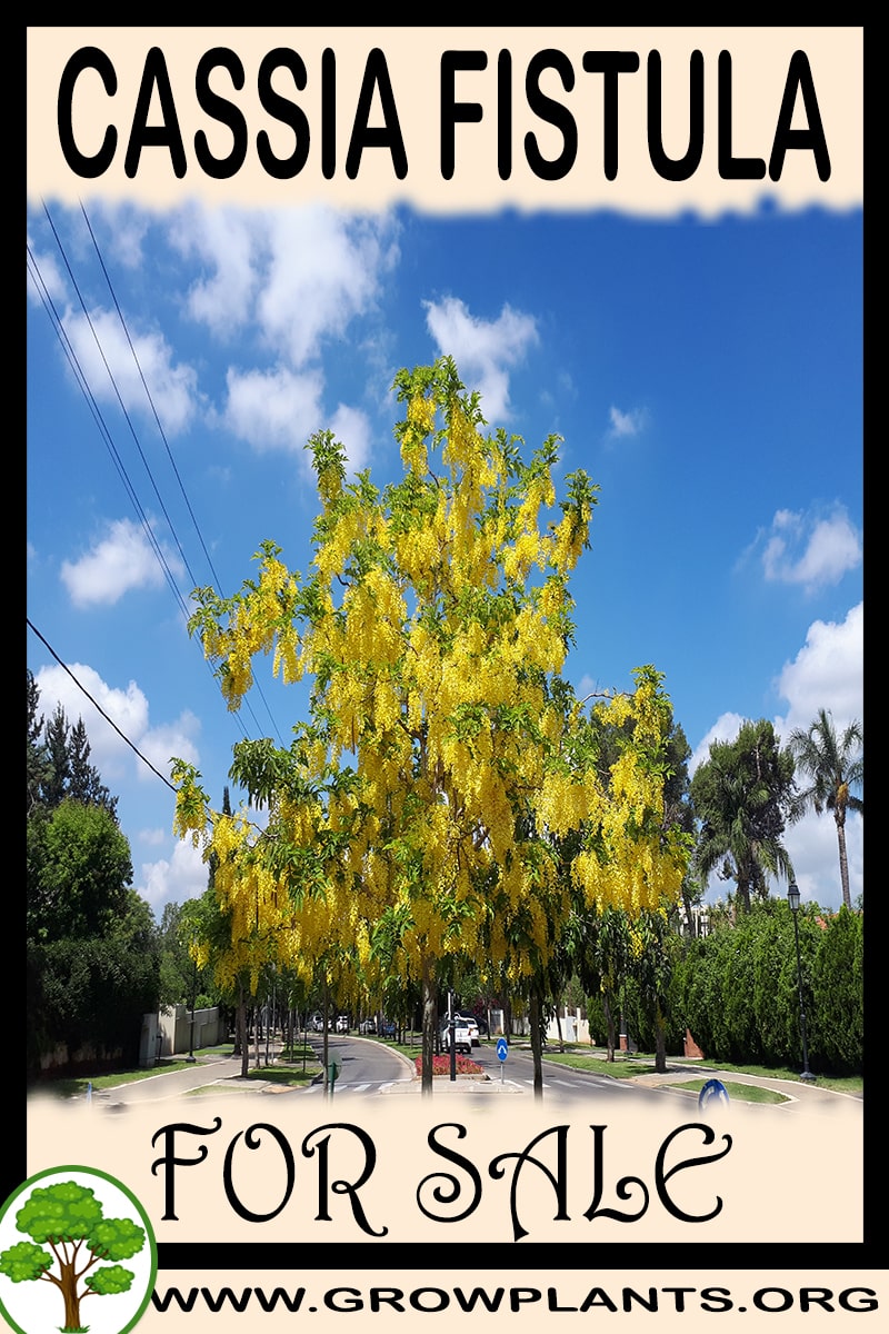 Cassia fistula