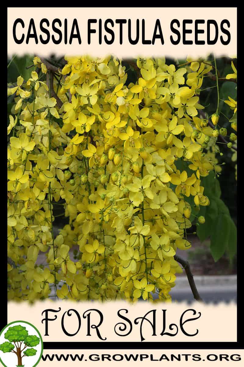 Cassia fistula seeds