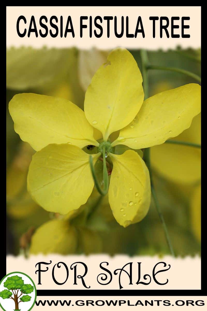 Cassia fistula tree