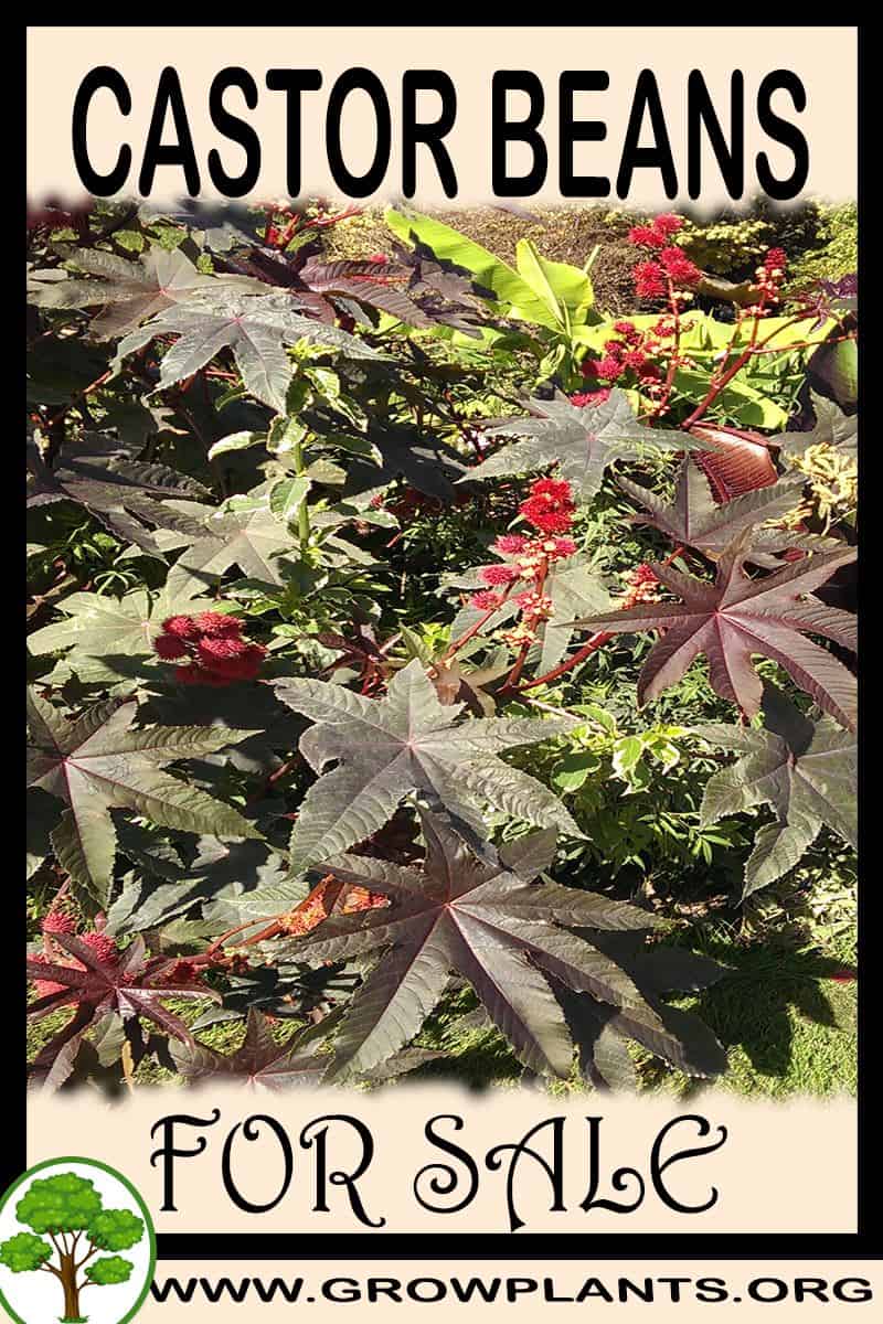 Castor beans