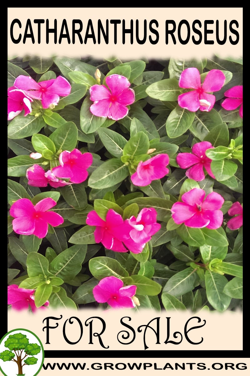 Catharanthus roseus