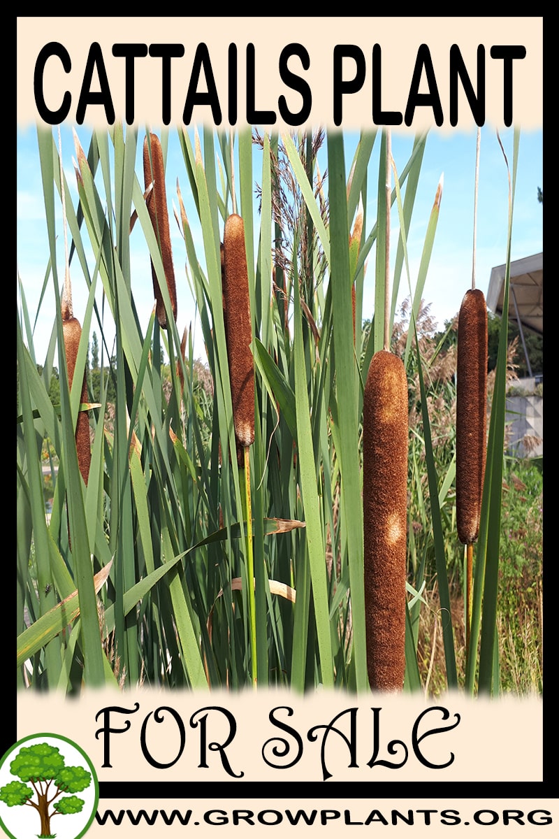 Cattails