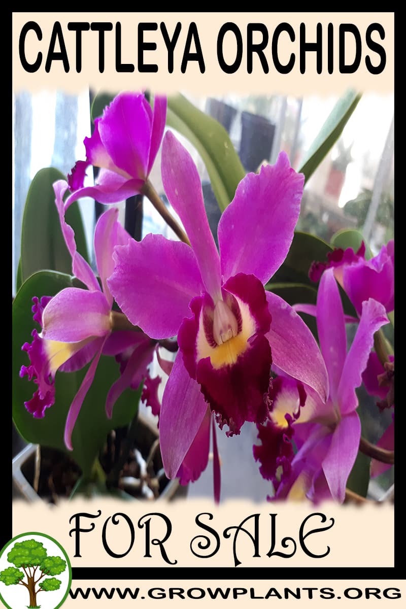 Cattleya orchids