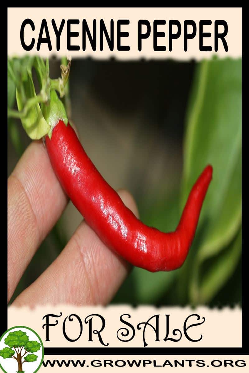 Cayenne pepper
