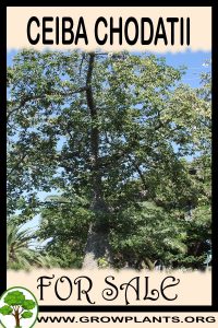 Ceiba chodatii for sale