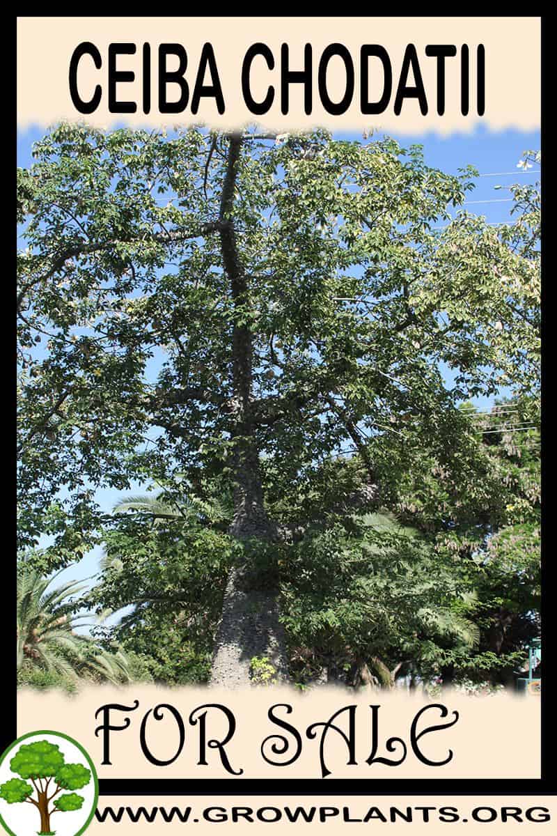 Ceiba chodatii