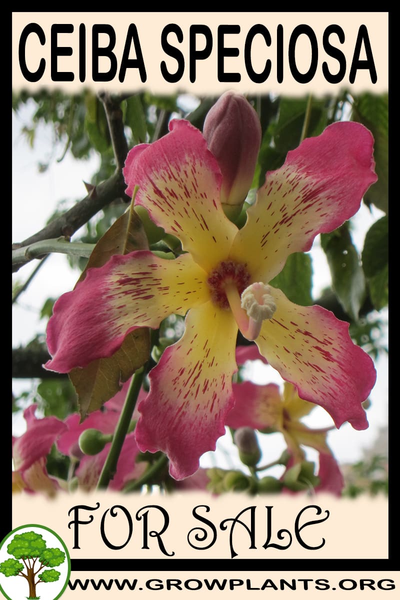 Ceiba speciosa
