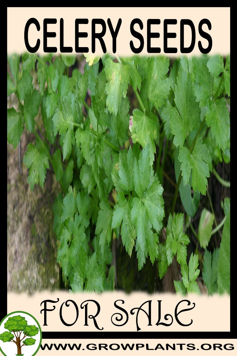 Celery seeds