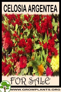 Celosia argentea for sale