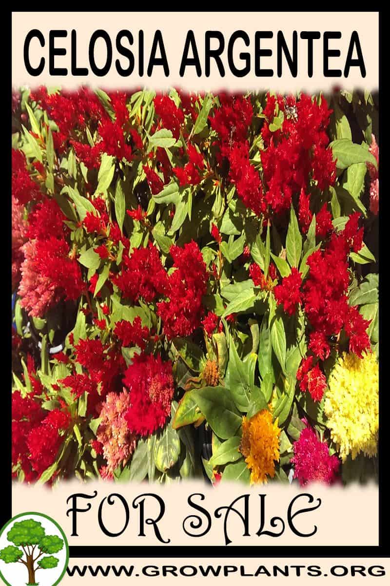Celosia argentea