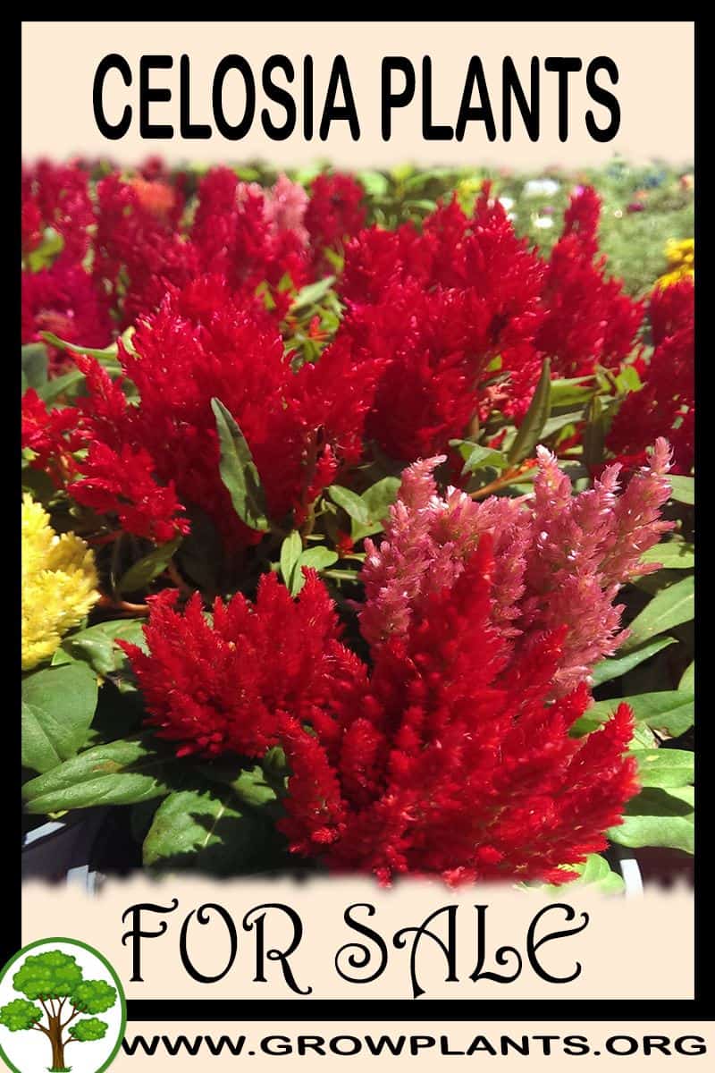 Celosia plants