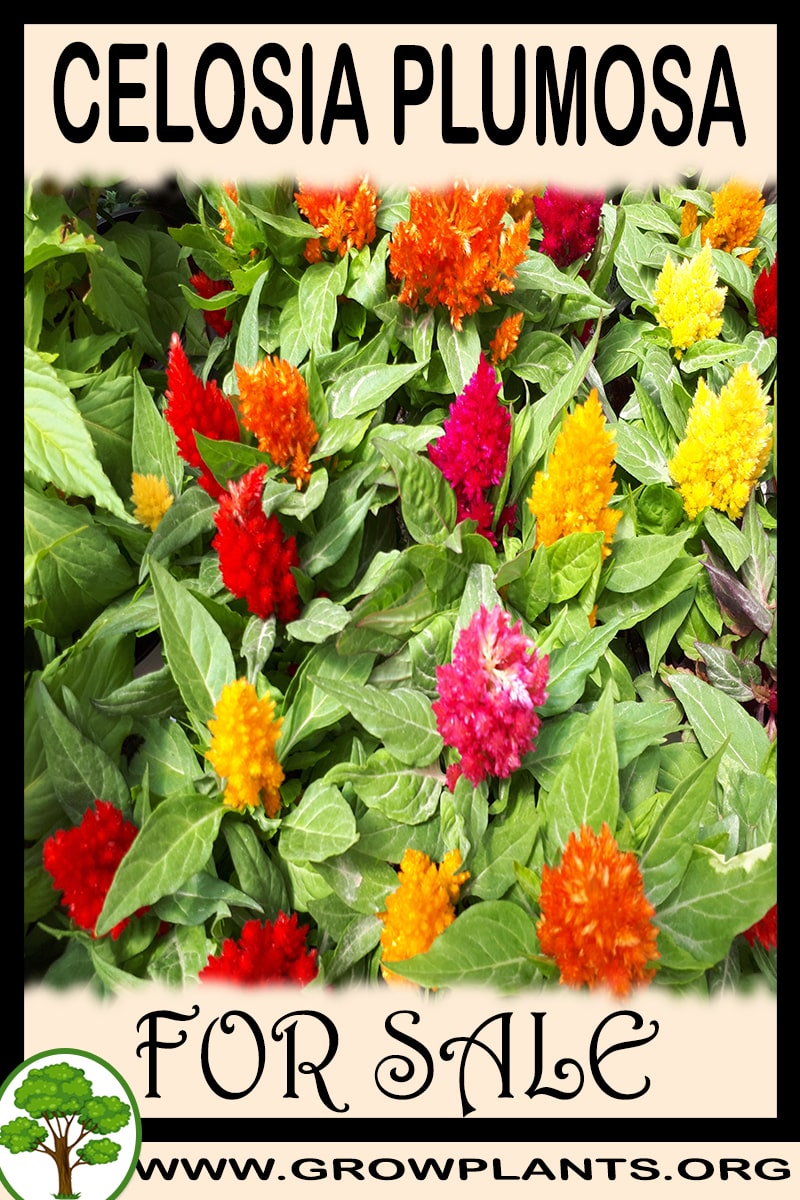 Celosia plumosa