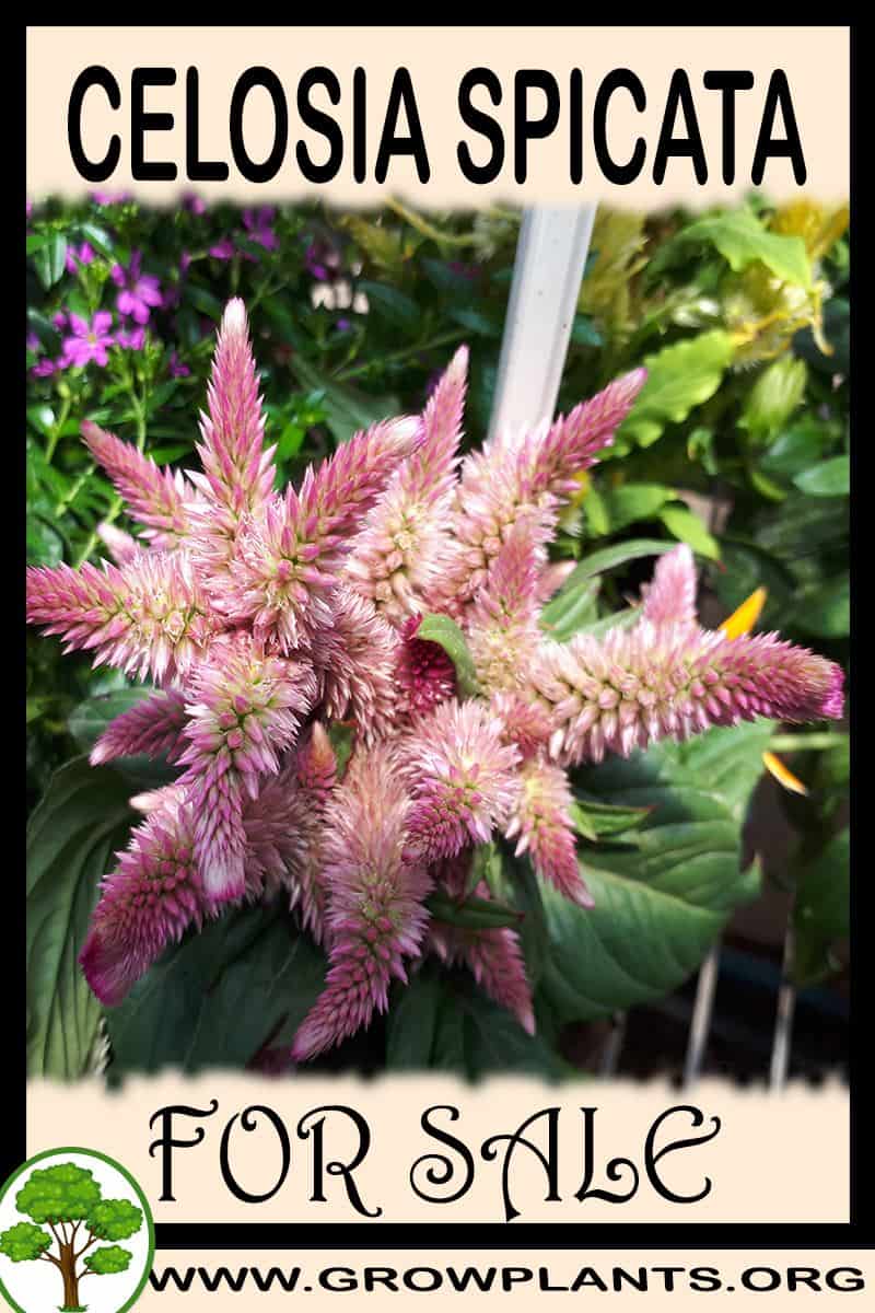 Celosia spicata
