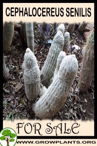 Cephalocereus senilis for sale