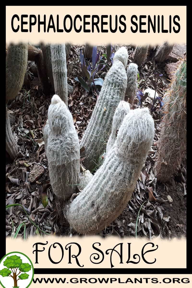 Cephalocereus senilis