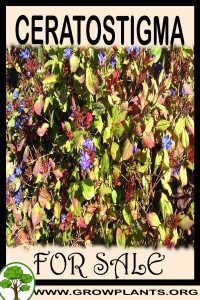 Ceratostigma for sale