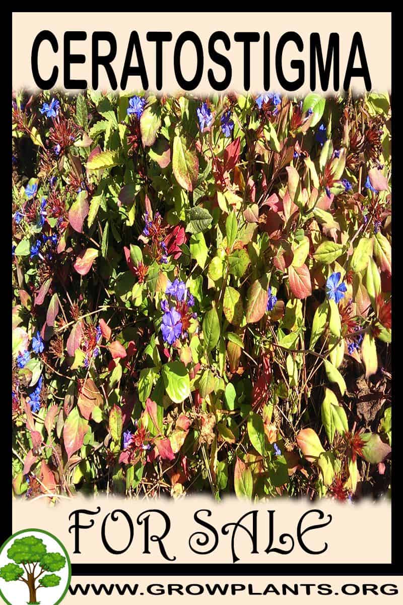 Ceratostigma