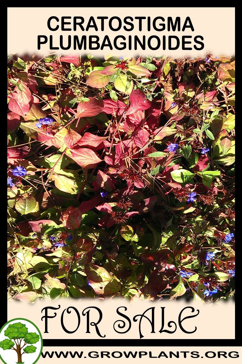 Ceratostigma plumbaginoides