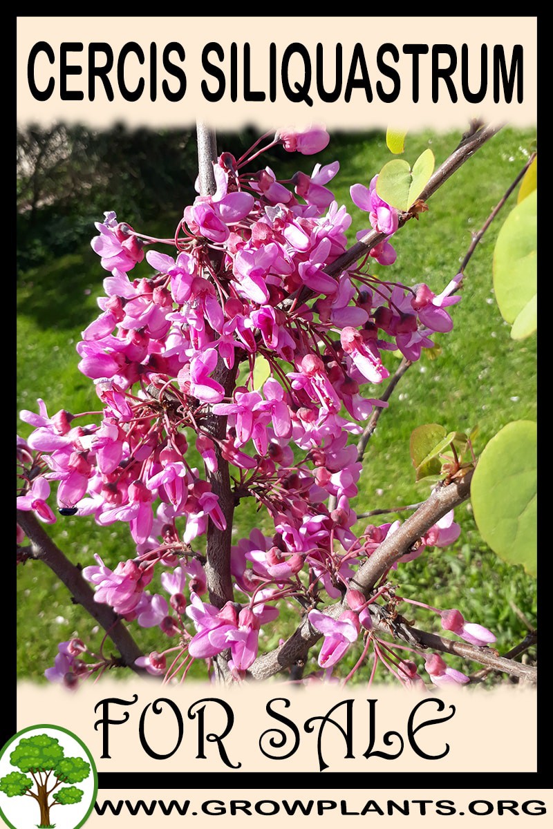 Cercis siliquastrum