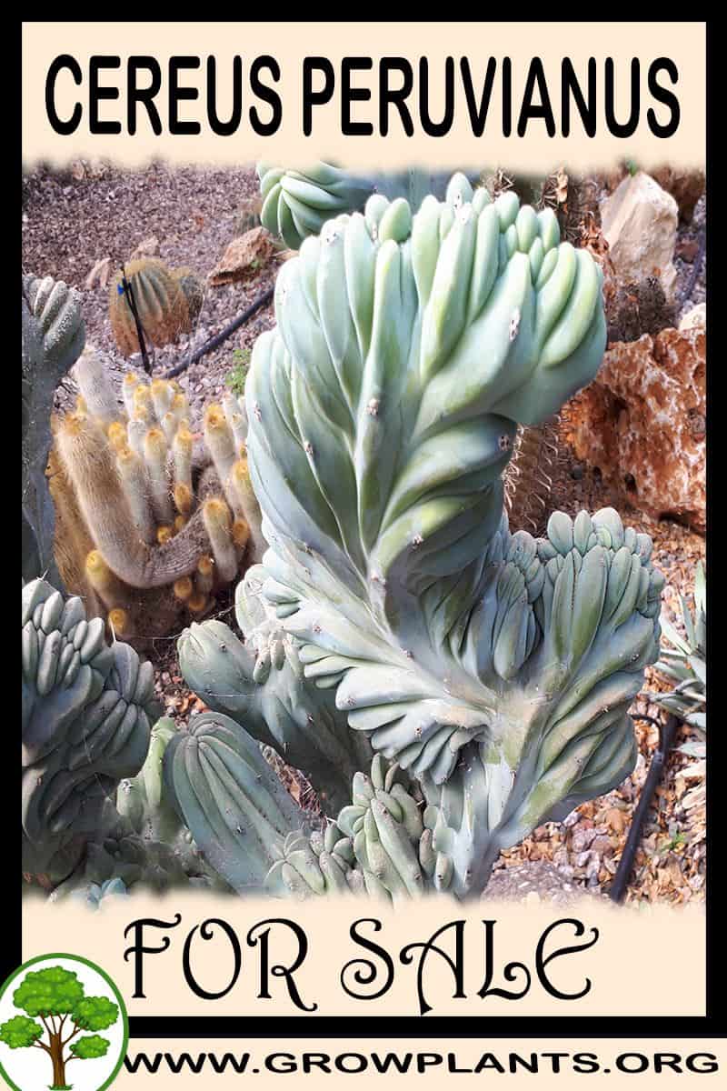 Cereus peruvianus