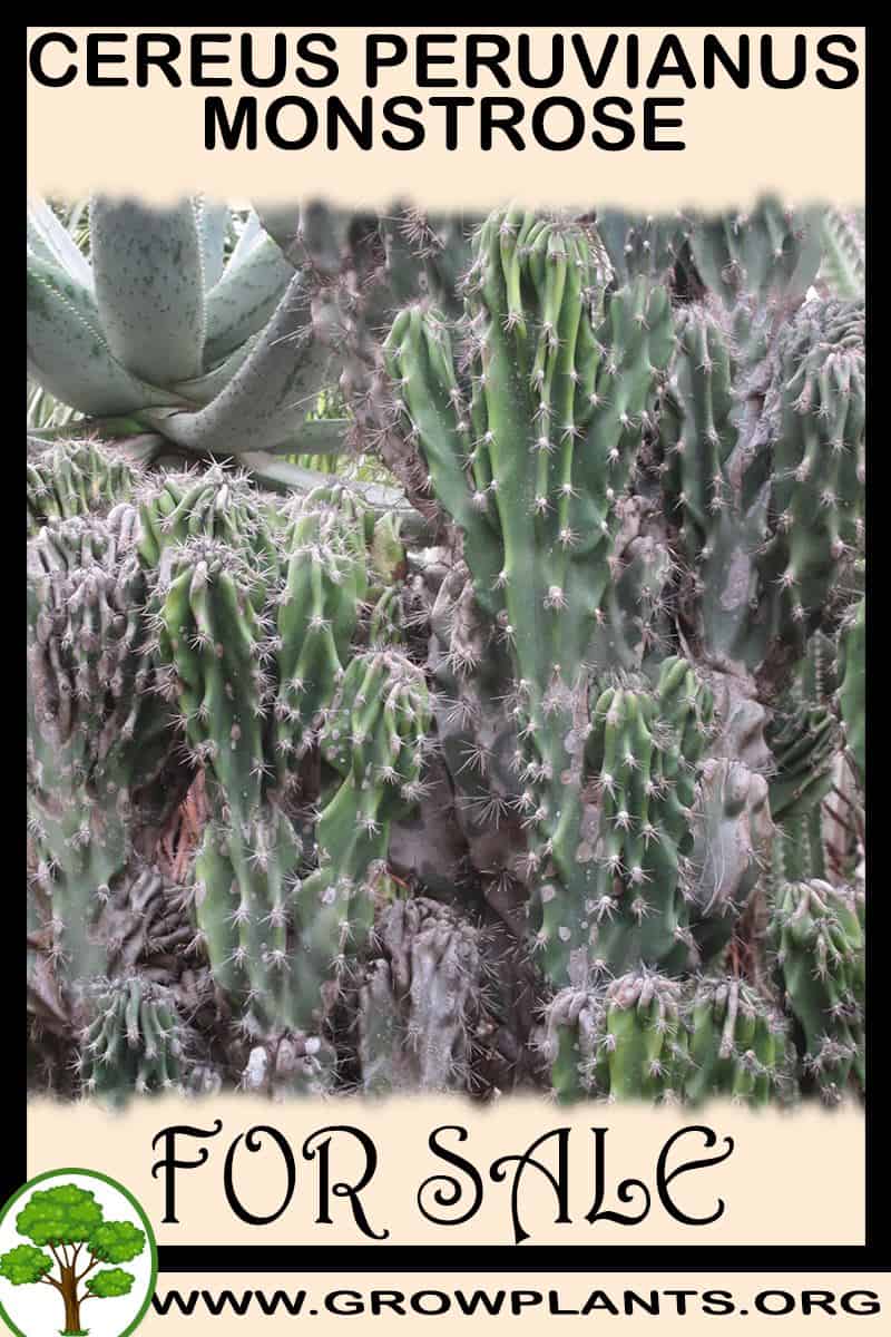 Cereus peruvianus monstrose