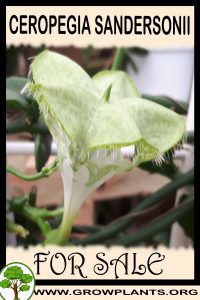 Ceropegia sandersonii for sale